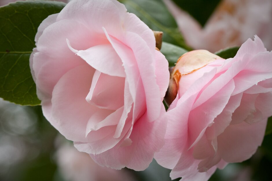 camellia 'Barbara Clark'
