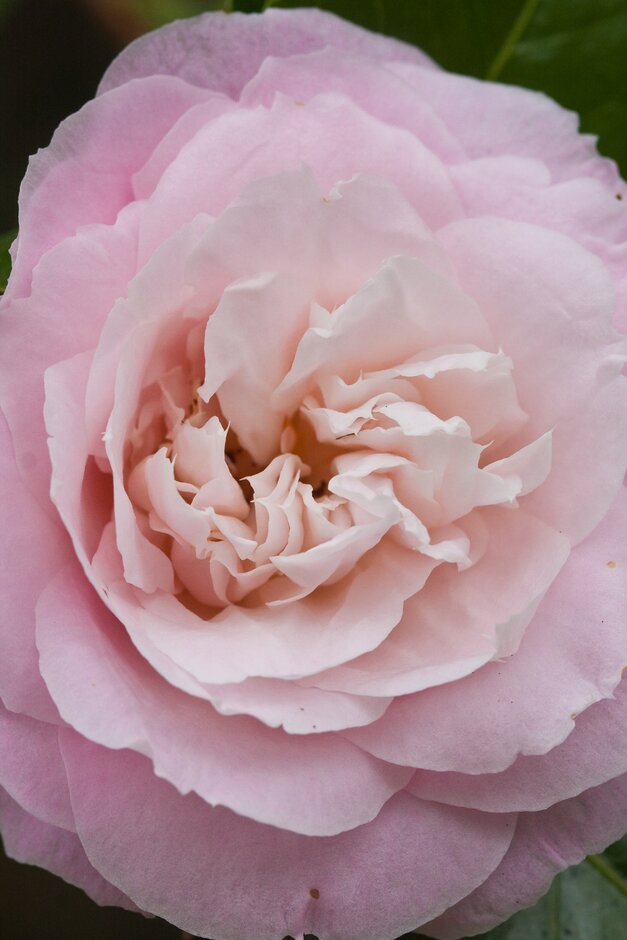 camellia 'Barbara Clark'