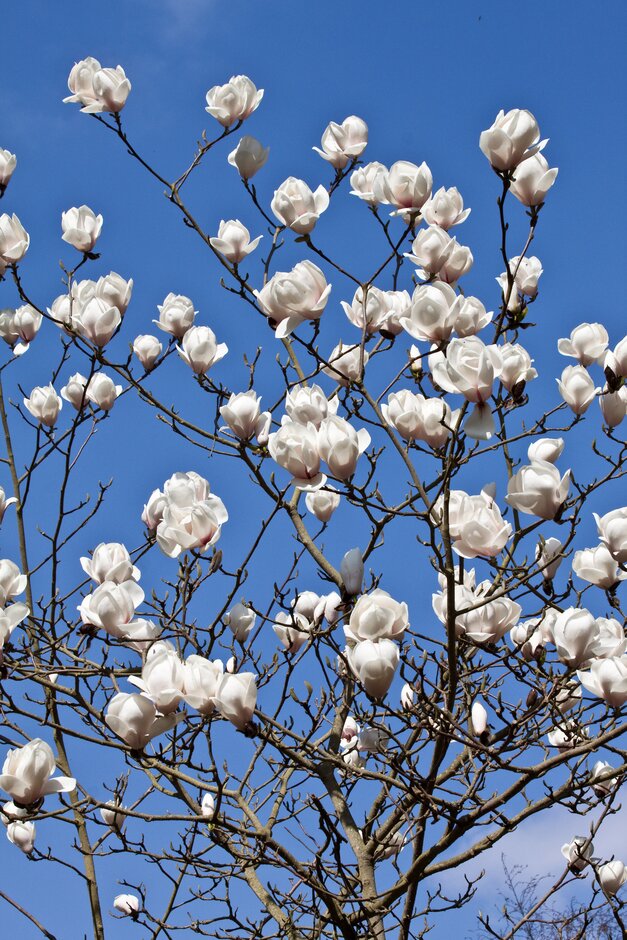 magnolia 'Isca'