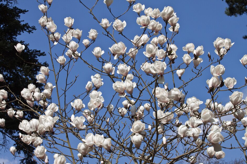 magnolia 'Isca'