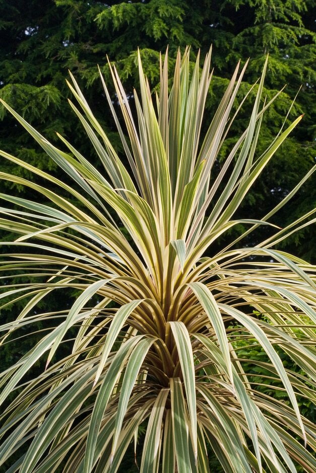 Cordyline australis &Torbay Dazzler& (v) | cabbage palm &Torbay Dazzler ...