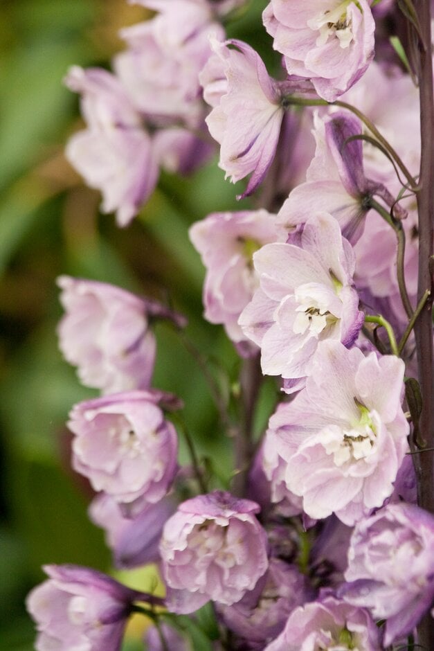 <i>Delphinium</i> 'Dewi Prieste'