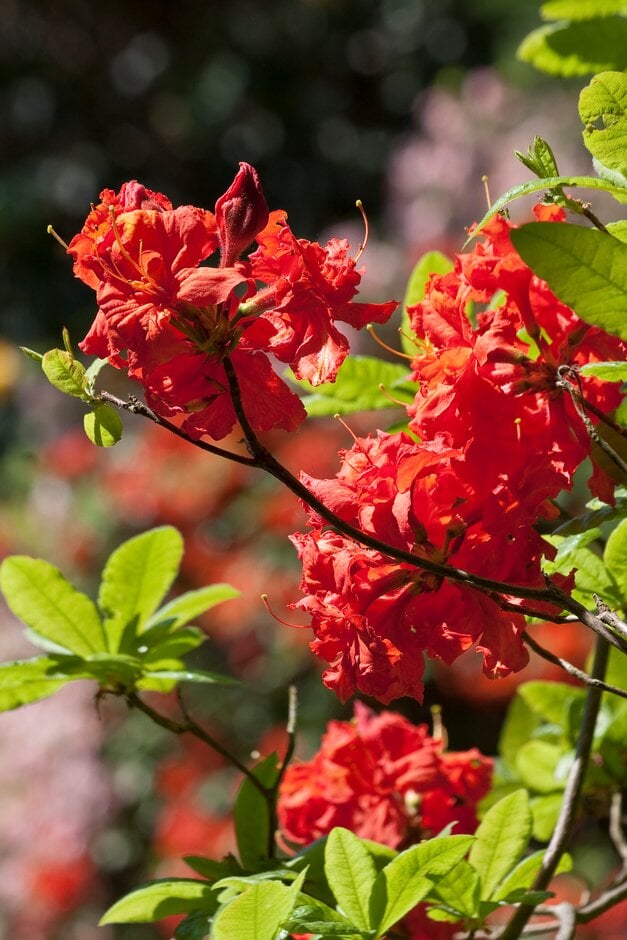 Rhododendron 'Royal Command' (K)|rhododendron 'Royal Command'/RHS Gardening