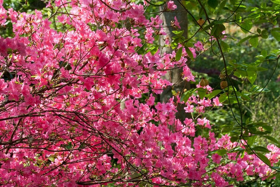 rhododendron 'Sir William Lawrence'