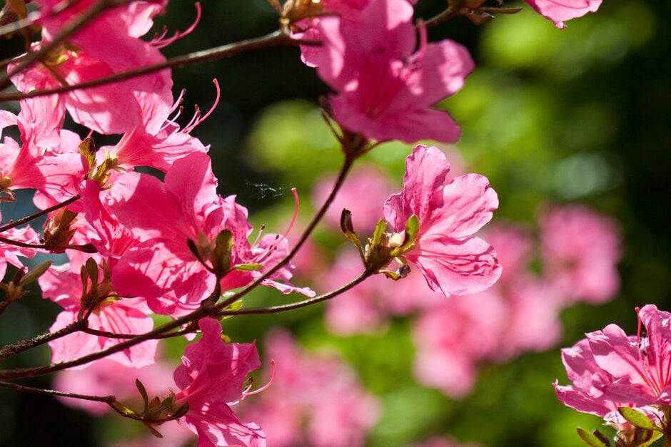 rhododendron 'Sir William Lawrence'