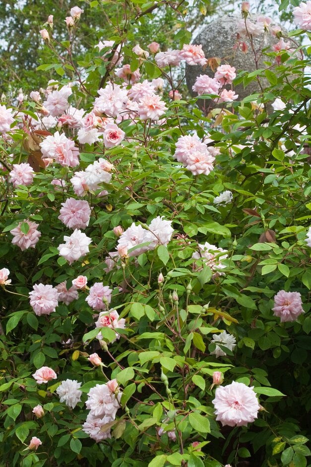 Rosa 'Climbing Cécile Brünner' (ClPoly)