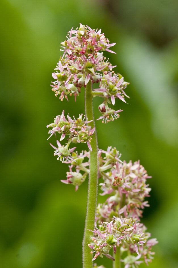 swamp saxifrage