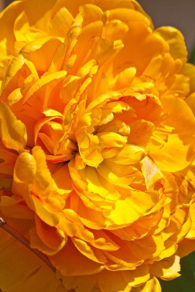 tulip 'Sun Lover'