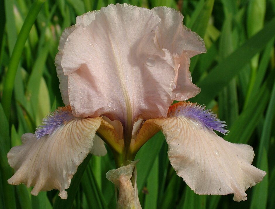 iris 'Concertina'