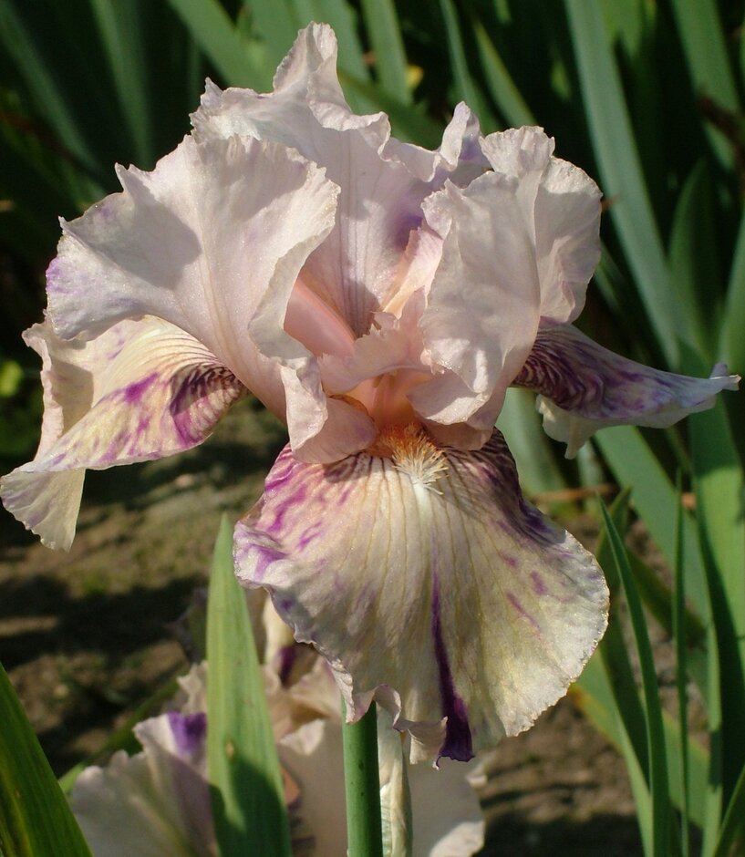 iris 'Raspberry Silk'
