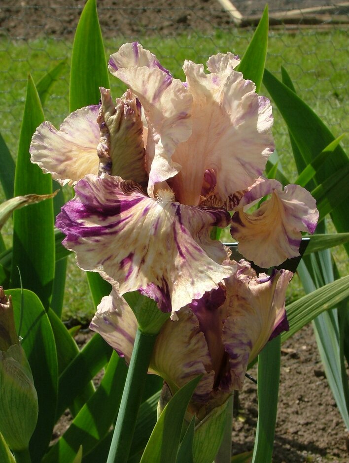 iris 'Raspberry Silk'