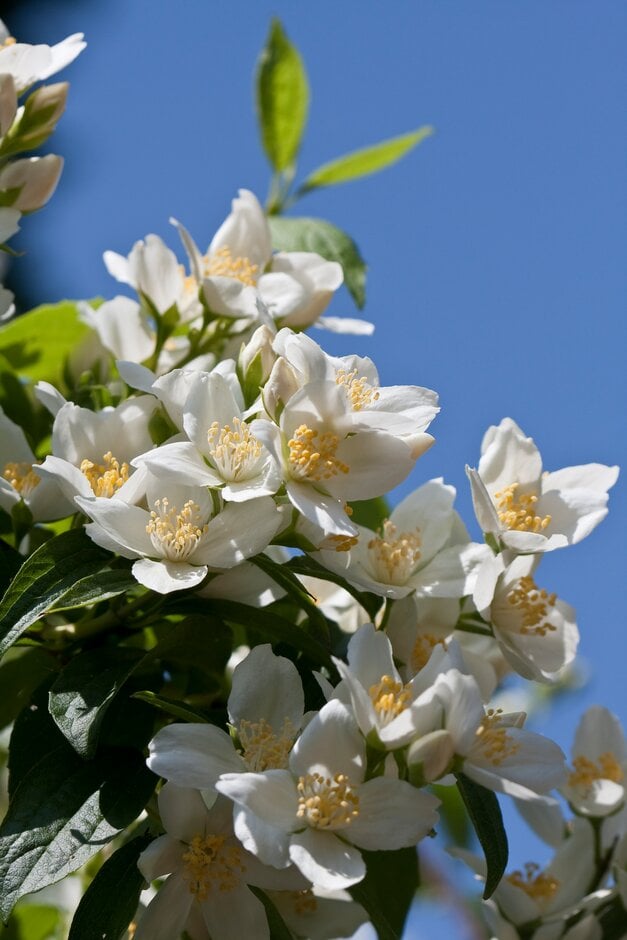 Lewis's mock orange