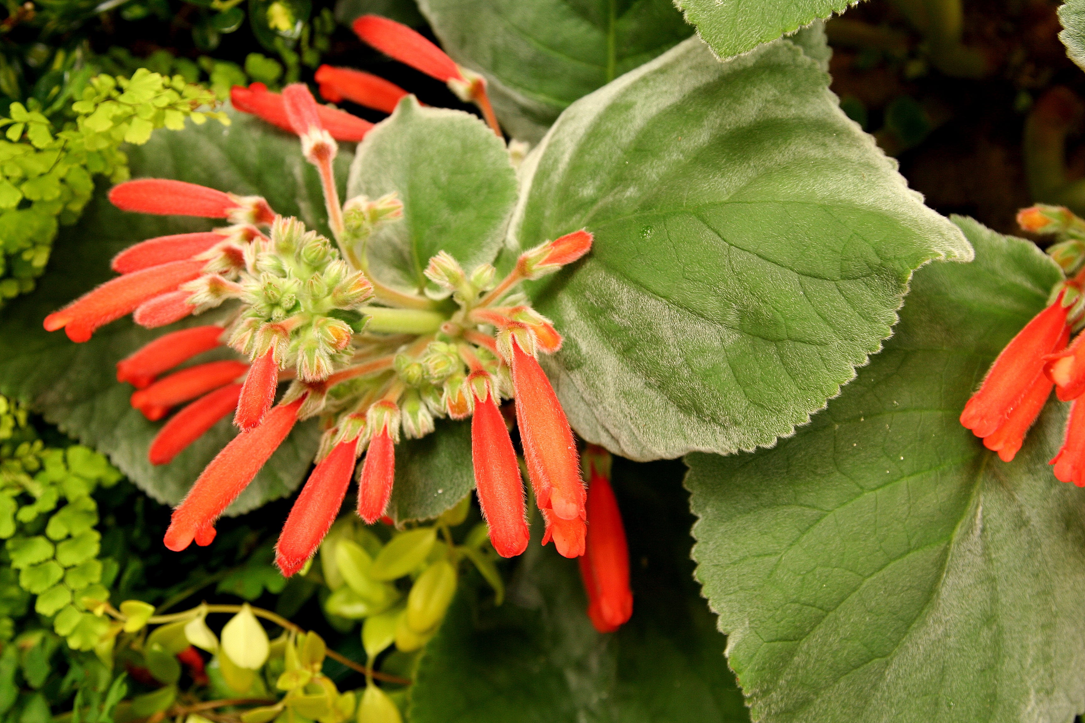 <i>Sinningia</i> <i>cardinalis</i>