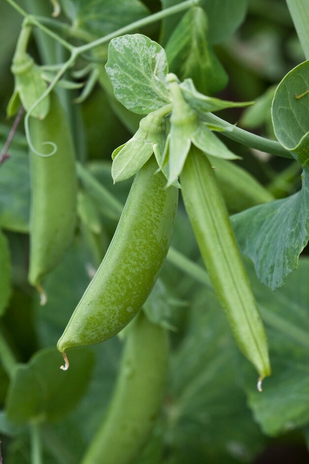 pea (sugarsnap) 'Cascadia'