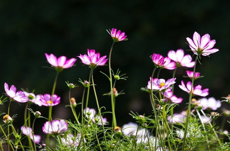 cosmea 'Picotee'