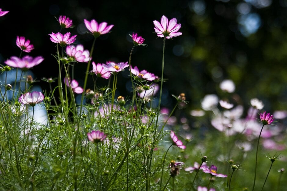 cosmea 'Picotee'