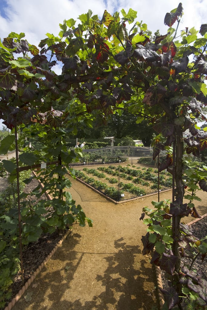 grape 'Queen of Esther'