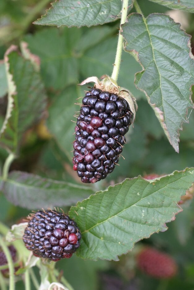 blackberry 'Black Butte'