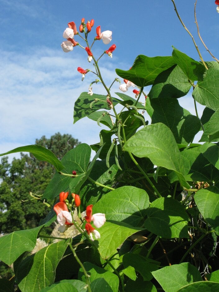 bean (runner) 'Painted Lady'