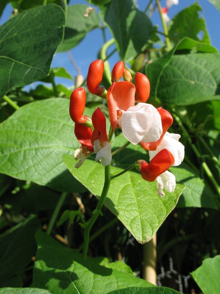 bean (runner) 'Painted Lady'