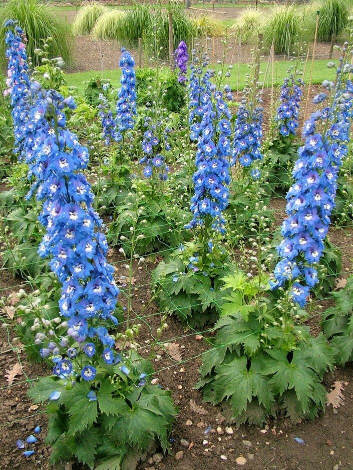 delphinium 'Aurora Blue'