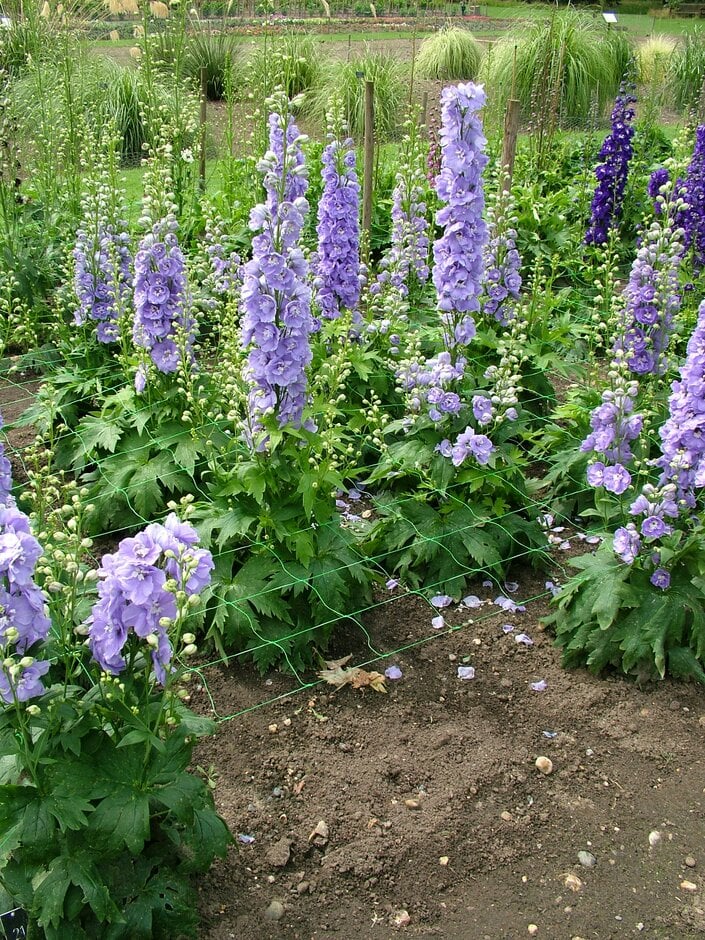 delphinium 'Aurora Lavender'