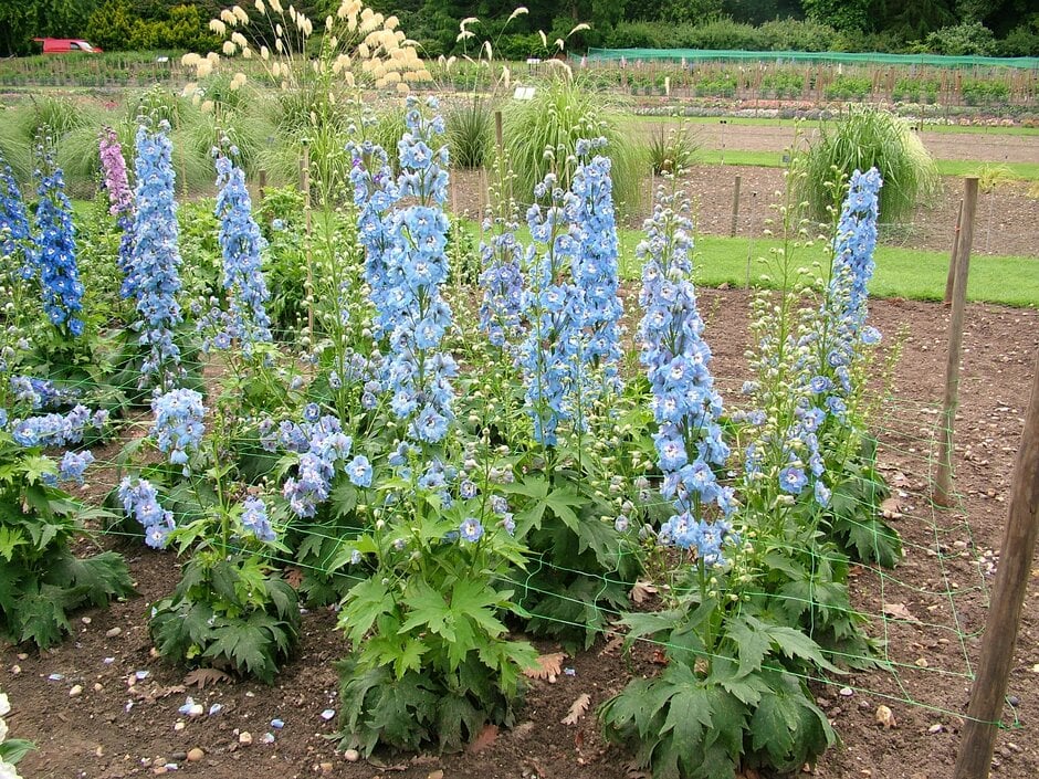 delphinium 'Aurora Light Blue'
