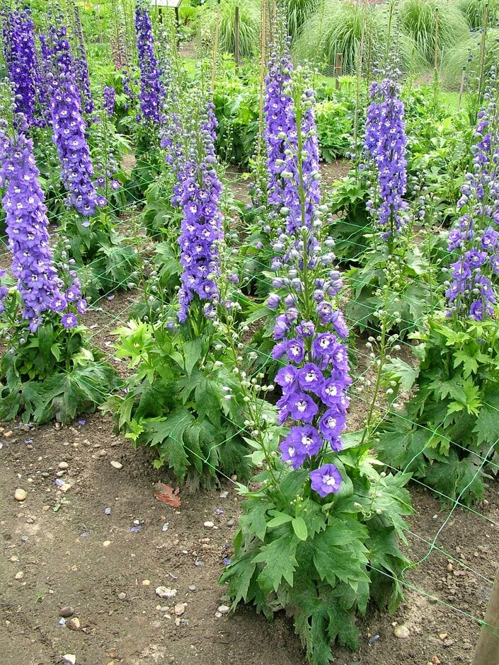 delphinium 'Aurora Light Purple'