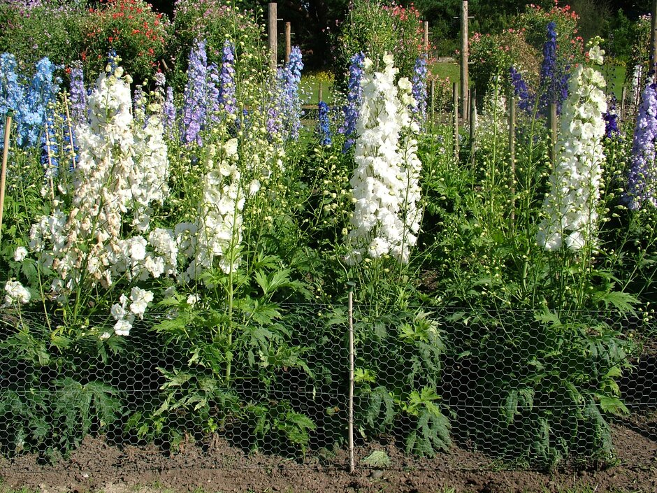 delphinium 'Centurion White'