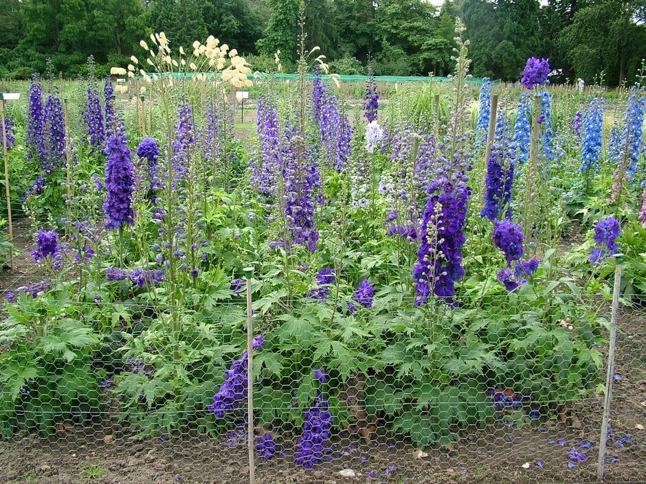delphinium 'Dark Blue Black Bee'