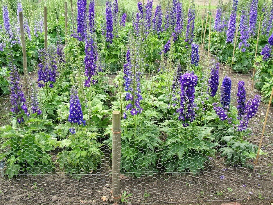 delphinium 'Dark Blue White Bee'