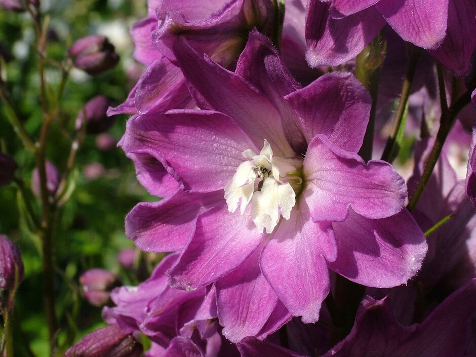 delphinium 'Magic Fountains Lilac Rose'
