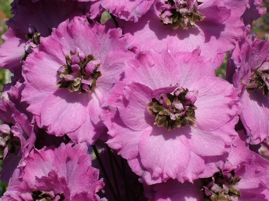 delphinium 'Blushing Brides'