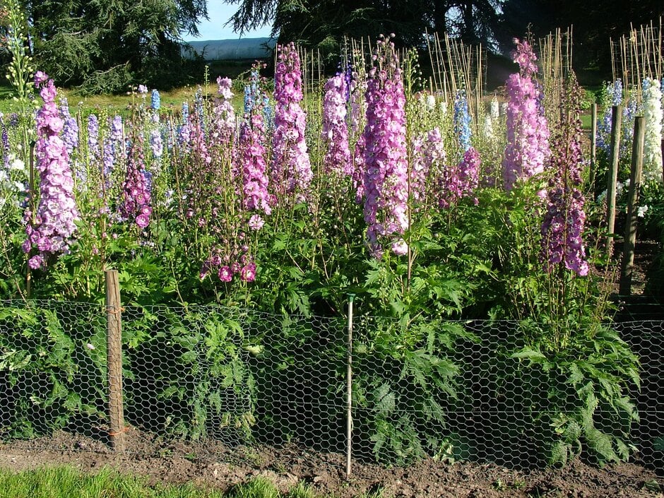 delphinium 'Rose'