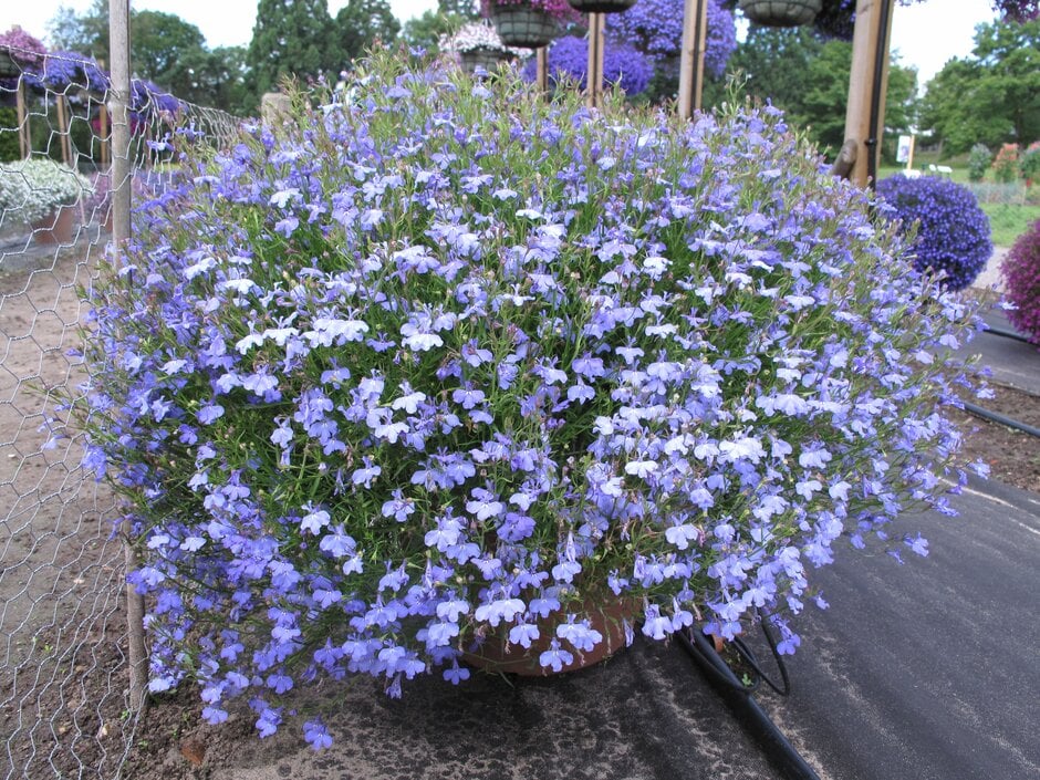 <em>Lobelia</em> <em>erinus</em> 'Fountain Blue' (Fountain Series)
