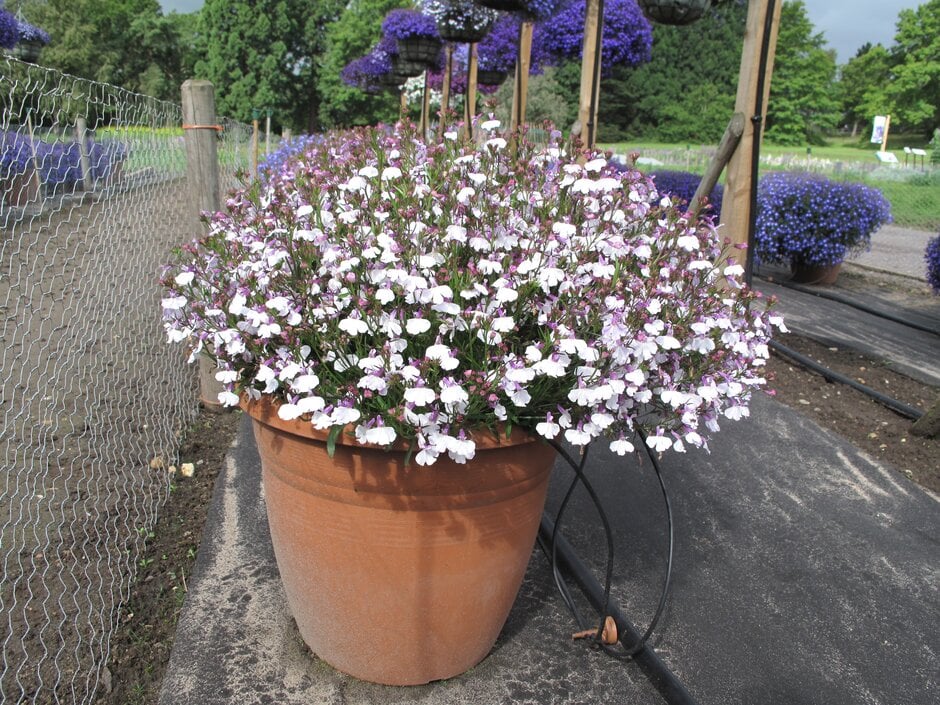 <em>Lobelia</em> <em>erinus</em> 'Regatta Lilac Splash'
