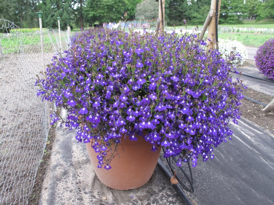 Lobelia erinus 'Sapphire'|trailing lobelia 'Sapphire'/RHS Gardening