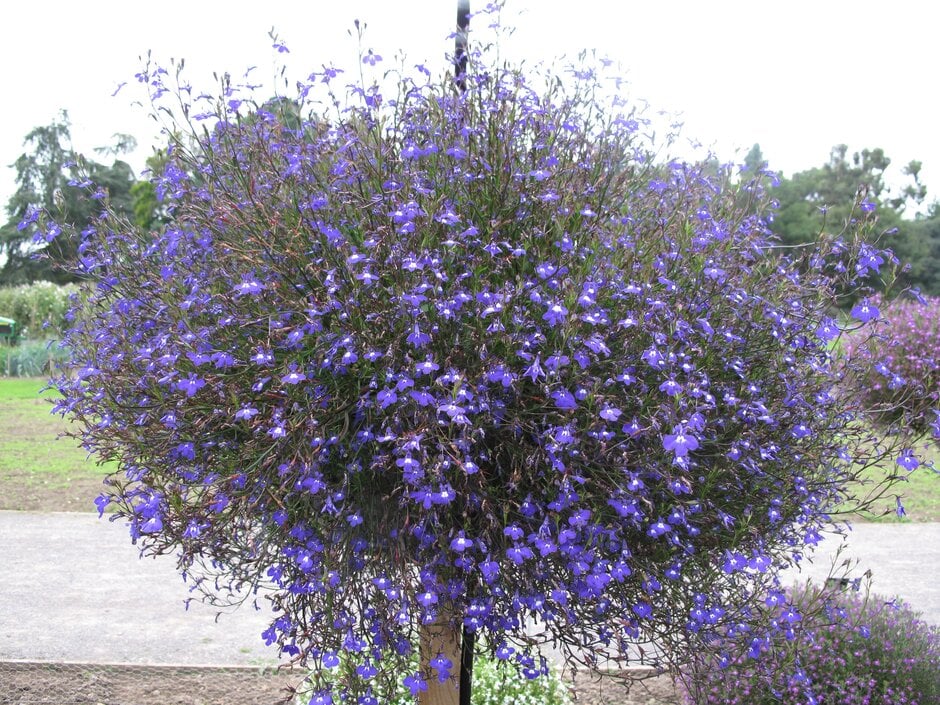 trailing lobelia 'Sapphire'