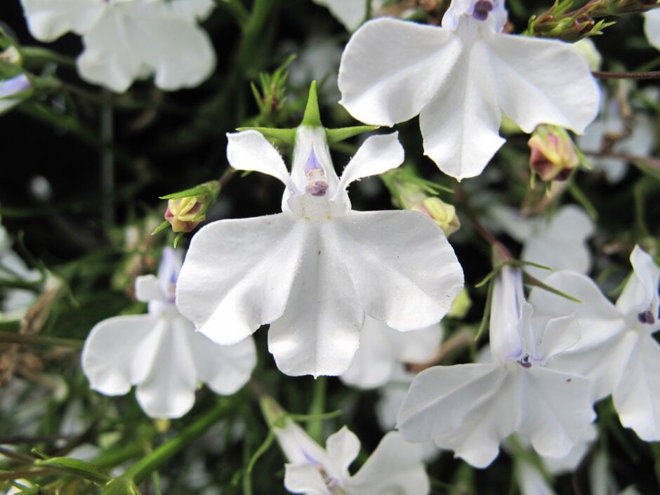 trailing lobelia [Waterfall White Sparkle]