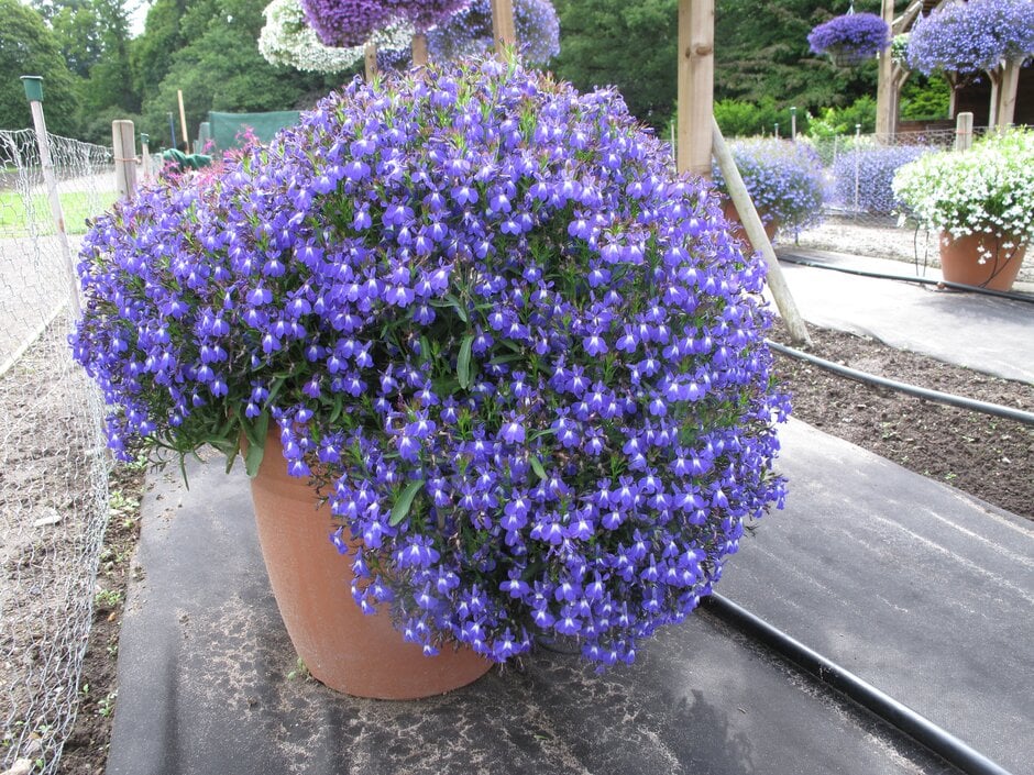 lobelia [Laguna Compact Blue With Eye]