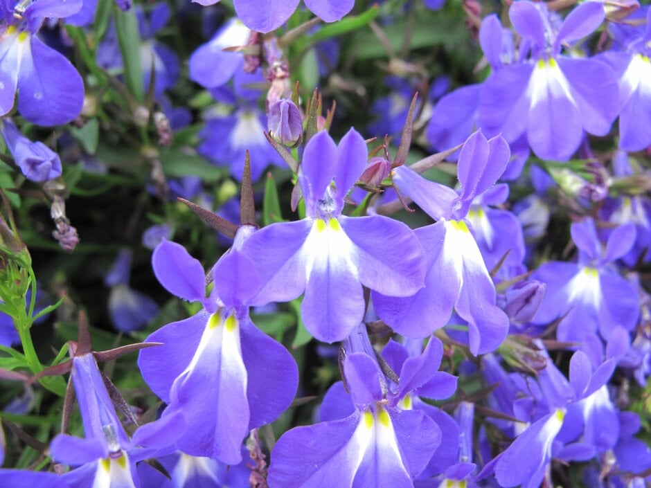 lobelia [Laguna Compact Blue With Eye]