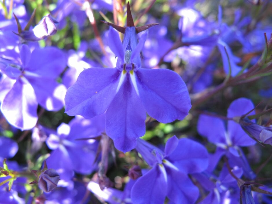 lobelia [Lobella Ocean Flash]