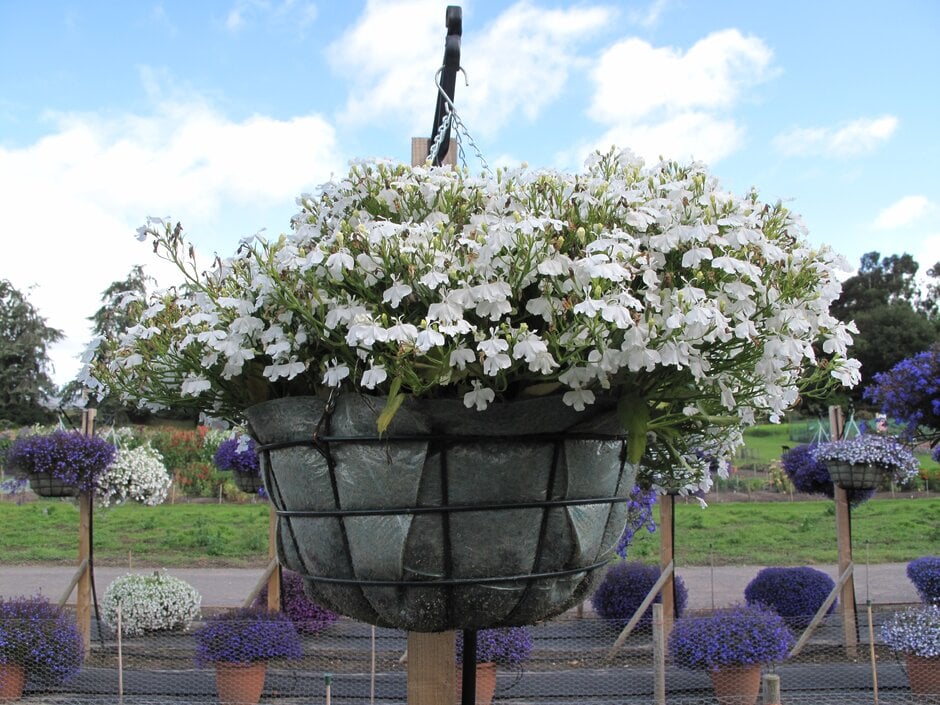lobelia [White Star]