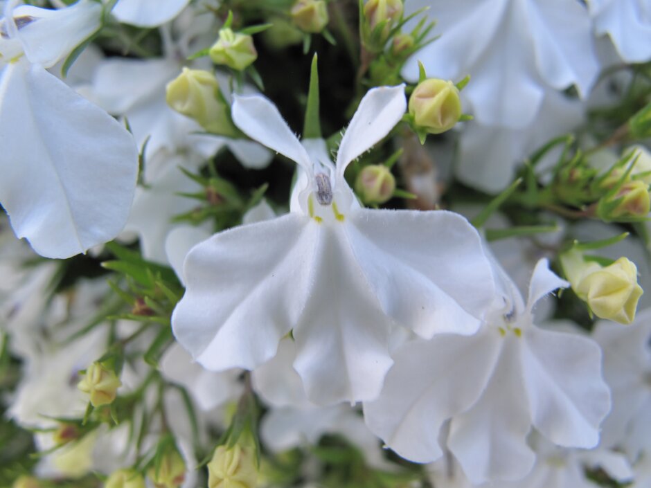 lobelia [White Star]