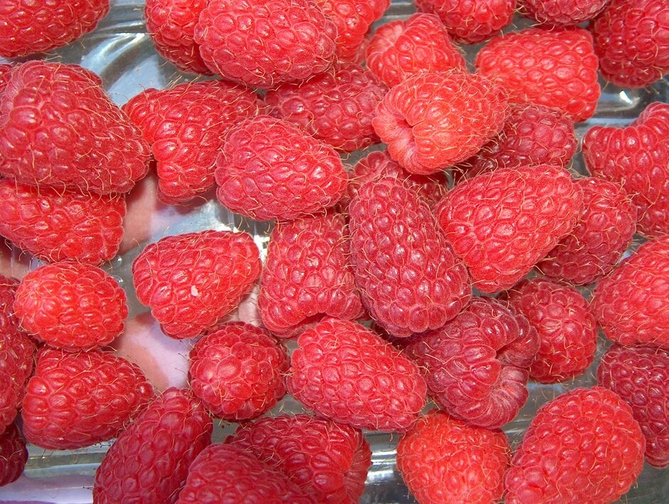 raspberry 'Malling Juno'
