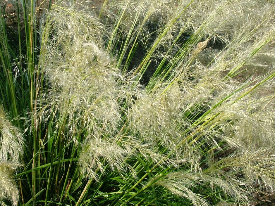 <em>Lamprothyrsus</em> <em>hieronymi</em>