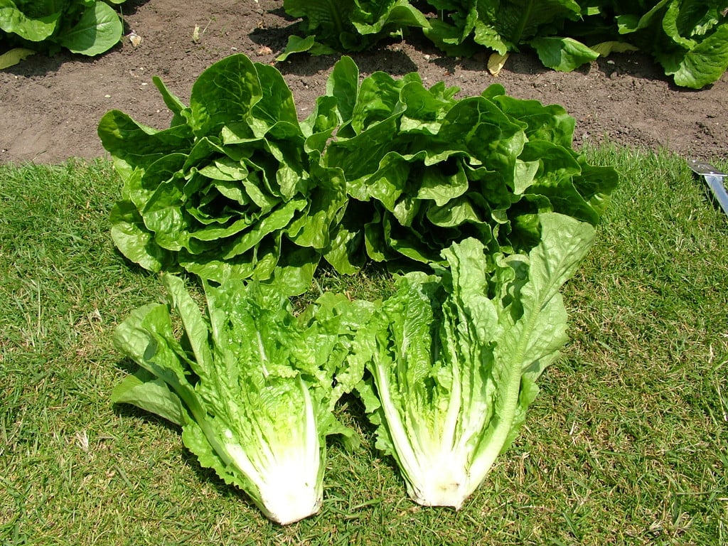 lettuce (Cos) 'Corsair'