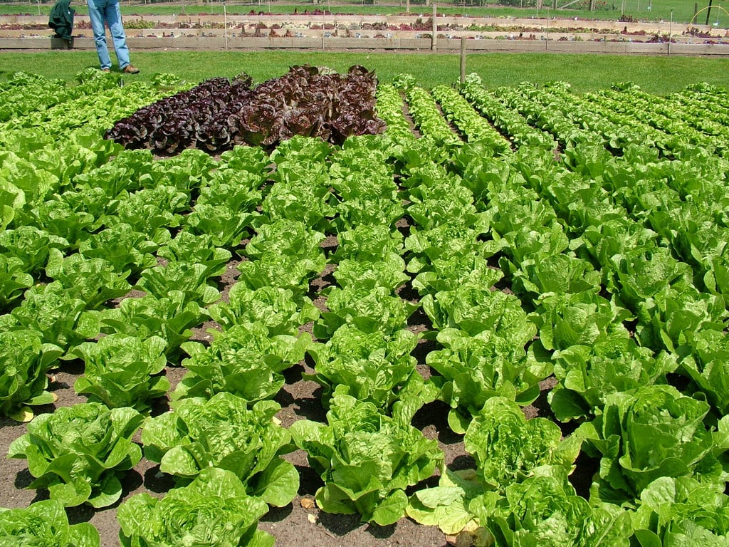 lettuce (Cos) 'Corsair'