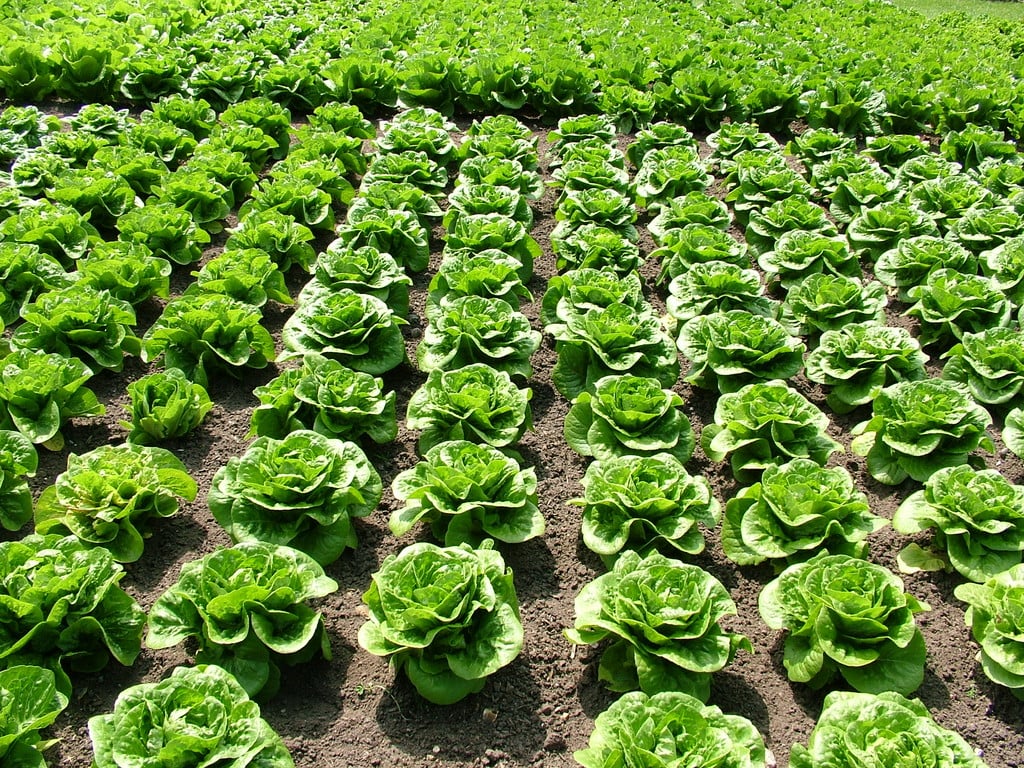 lettuce 'Winter Density'