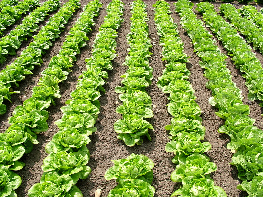 lettuce (Cos) 'Little Gem Pearl'
